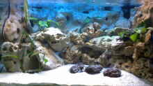 Aquarium Hauptansicht von Becken 2847