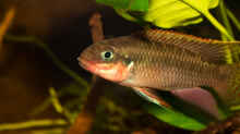 .. unser Männchen -- Pelvicachromis taeniatus ´nigeria red´