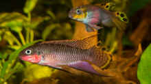 .. unser Pärchen -- Pelvicachromis taeniatus ´nigeria red´