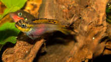 Pelvicachromis taeniatus