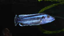Melanochromis kaskazini F0 male