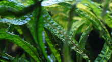 Grasblättriger Wasserkelch (Cryptocoryne crispatula)