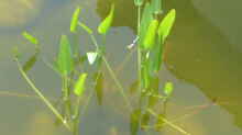 Pflanzen im Teich Teich