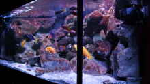 Aquarium Becken 28893  Malawidelta