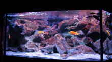 Aquarium Becken 28893  Malawidelta