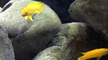 Besatz im Aquarium Kleiner Tanganjikasee