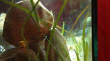 Pflanzen im Aquarium Kleiner Tanganjikasee