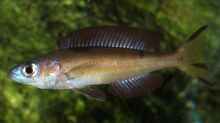 Cyprichromis microlepidotus
