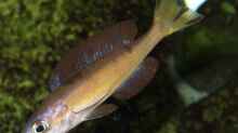Cyprichromis microlepidotus