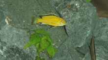 Labidochromis Yellow M