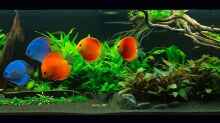 Aquarium Diskusfische - Farben und Pflanzen