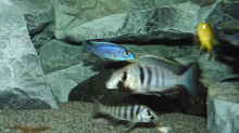 Besatz im Aquarium Becken 29067