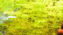 Limnophila aquatica
