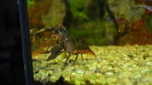 Black Scorpion Krebs 4