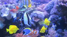 Aquarium Becken 29195