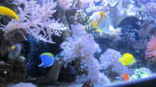 Besatz im Aquarium Becken 29195