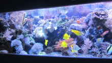 Dekoration im Aquarium Becken 29195