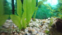 Pflanzen im Aquarium Becken 2923