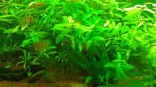 Pflanzen im Aquarium Mein Neues