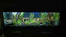 Aquarium Hauptansicht von L 46 Rio Xingu