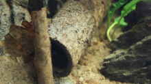 Seemandelbaumrinde (Röhren)