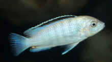Labidochromis sp.nkali 