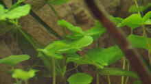 Brasilianischer Wassernabel	, Hydrocotyle leucocephala