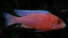 Aulonocara fire-fish