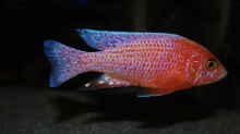 Aulonocara fire-fish