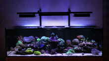Aquarium Hauptansicht von Mein-Mini-Riff