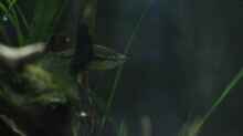 Besatz im Aquarium Chao phraya