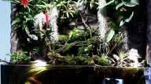 Aquarium Hauptansicht von Schwarzwasserhabiat mit aufgesetzer Pflanzenwelt