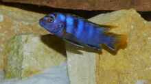 Labidochromis sp. ´mbamba´
