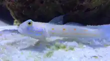 Besatz im Aquarium Meerwasser