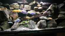 Besatz im Aquarium Mein Malawi im Wohnzimmer