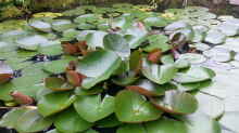 Pflanzen im Teich MingTeich