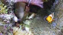 Besatz im Aquarium Fluval Reef M40