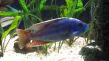 Nimbochromis fuscotaeniatus Mann