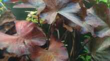 Nymphaea lotus rubra