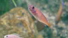 Paracyprichromis - Weibchen mit Jungfischen im Maul (2015)
