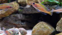 Paracyprichromis nigripinnis -blue Neon- (2015)