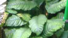 Anubias barteri coffeefolia (heute)