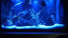 Aquarium bei Nacht mit 3 Mond-LED I