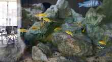 15 Labidochomis cearuleus yellow kakusa - Aqua Treff - Bild am ersten Tag im Becken