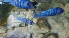 3/5 Placidochromis phenochilus Tansania - Aqua Treff - Bild am ersten Tag im Becken