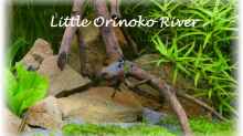 Aquarium Hauptansicht von Little Orinoko River
