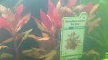 Pflanzen im Aquarium EHEIM proxima 325