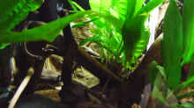 Pflanzen im Aquarium Becken 30791