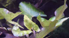 Tigerlotus Grün