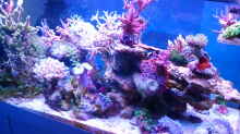 Pflanzen im Aquarium Juwel Rio 180